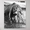 Zoek naar hippo posters Zwemmen