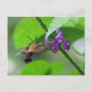 Recherche de jamaïcain cartes postales Nature