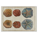 Recherche de coquille planches à découper Dollar de sable