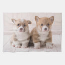Recherche de corgi cuisine linges Animal de compagnie