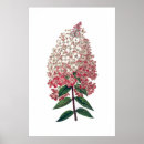Zoek naar antiek botanische druk posters Hydrangea