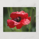 Recherche de pavots rouges cartes postales Floral