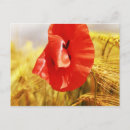 Recherche de maïs cartes postales Fleur