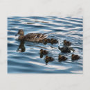 Zoek naar lelijke briefkaarten Eend