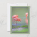 Zoek naar artistic briefkaarten Wild