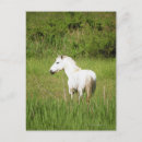 Recherche de camargue posters Photo de cheval