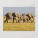 Recherche de safari au kenya cartes postales Le parc national d'amboseli