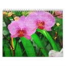 Zoek naar tropisch kalenders Orchideeën