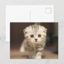 Recherche de berceaux cartes postales Chat