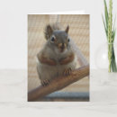 Recherche de écureuil mignon vœux cartes Rongeur