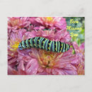 Zoek naar caterpillar briefkaarten Groen