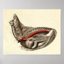Recherche de circulatoire posters Anatomie