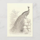 Recherche de paon blanc cartes postales Vintage