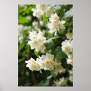 Recherche de jasmin posters Feuilles