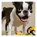Recherche de terrier de boston posters Dog