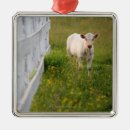 Recherche de agriculture ornements Nature