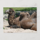 Zoek naar camel briefkaarten Wild