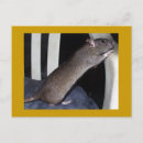 Recherche de rats cartes postales Mignonette