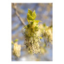 Recherche de arrière plan vert posters Printemps
