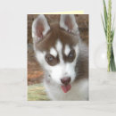Zoek naar husky puppy kaarten Grappig