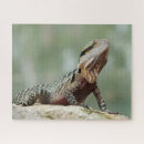 Recherche de lizard puzzles Reptile