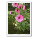 Recherche de rose trémière cartes postales Illustration