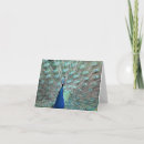 Zoek naar pauw kaarten Fotografie