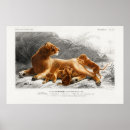 Zoek naar leeuw baby posters Dieren