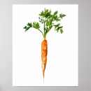 Recherche de fruits et légumes posters Orange