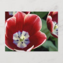 Zoek naar keukenhof briefkaarten Attractie