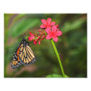 Zoek naar danaus plexippus posters Insect