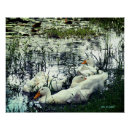 Recherche de canard posters Animaux