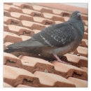 Recherche de toits carreaux Nature