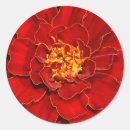 Zoek naar goudsbloem stickers Marigoud