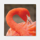 Zoek naar dierentuin magneten Flamingo