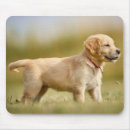 Recherche de chiot golden retriever tapis souris Extracteur