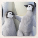 Zoek naar pinguin bar drinkwaren Humor