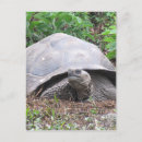 Recherche de tortue géante cartes postales Reptiles