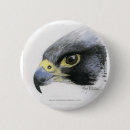 Recherche de pérégrination badges Oiseau de proie