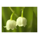 Recherche de muguet art Fleur