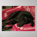 Recherche de mut posters Animal