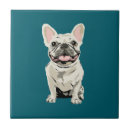 Recherche de bouledogue carreaux Frenchie