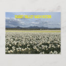 Recherche de jonquilles cartes postales Jardin