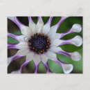 Recherche de osteospermum Macro