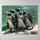 Recherche de anniversaire de pingouin posters Animaux