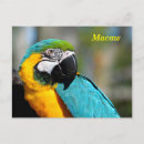 Recherche de le macao Macaw