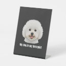Recherche de bichon frisé Chien mignon