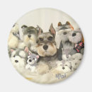 Recherche de schnauzer magnete Mini