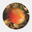Recherche de volée magnets Champignon