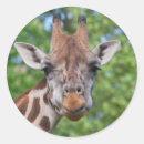 Recherche de fourrure autocollants Zoo